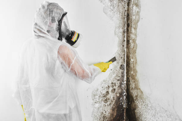 Best DIY Mold Remediation Support Services in Diablo Grande, CA