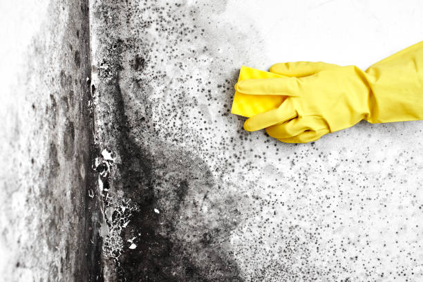 Best Residential Mold Remediation in Diablo Grande, CA