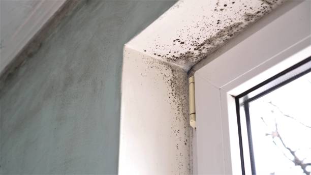 Best Health and Safety Mold Remediation in Diablo Grande, CA