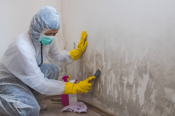 Best Basement Mold Remediation in Diablo Grande, CA