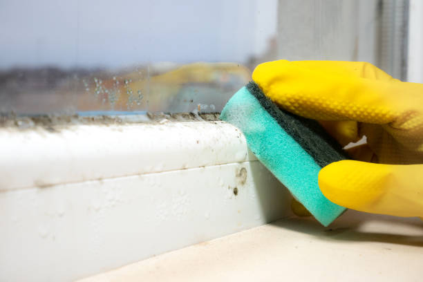 Best Preventive Mold Services in Diablo Grande, CA