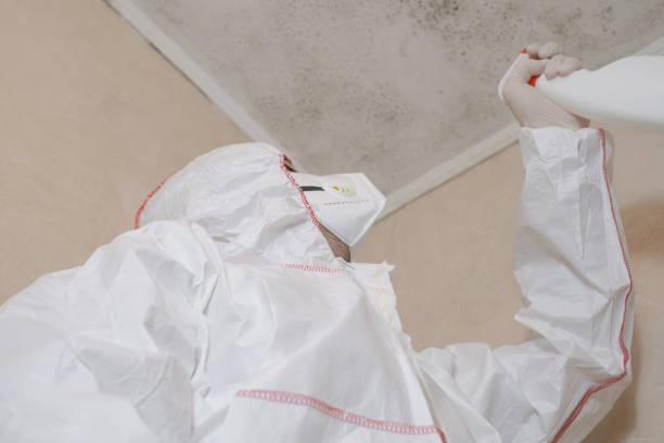 Best Black Mold Remediation in Diablo Grande, CA
