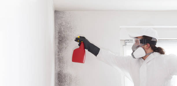 Best DIY Mold Remediation Support Services in Diablo Grande, CA