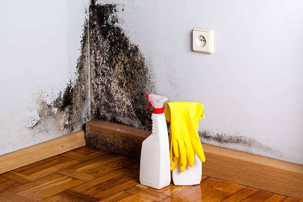 Best Commercial Mold Remediation in Diablo Grande, CA