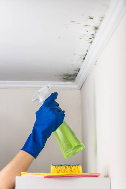 Best Attic Mold Remediation in Diablo Grande, CA